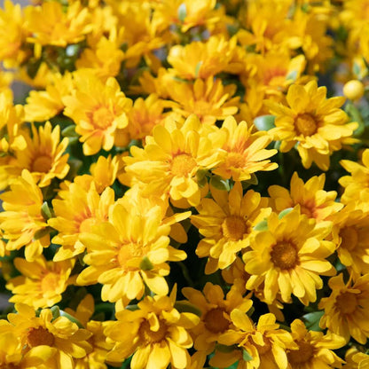 Last Day Each Only $2.99🌼- Artificial Outdoor Sunset Mums Flowers - UV resistant, Waterproof, Windproof