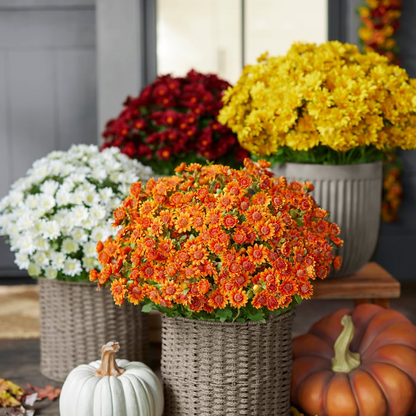 💥Last Day Each Only $2.99🌼- Artificial Outdoor Sunset Mums Flowers - UV resistant, Waterproof, Windproof