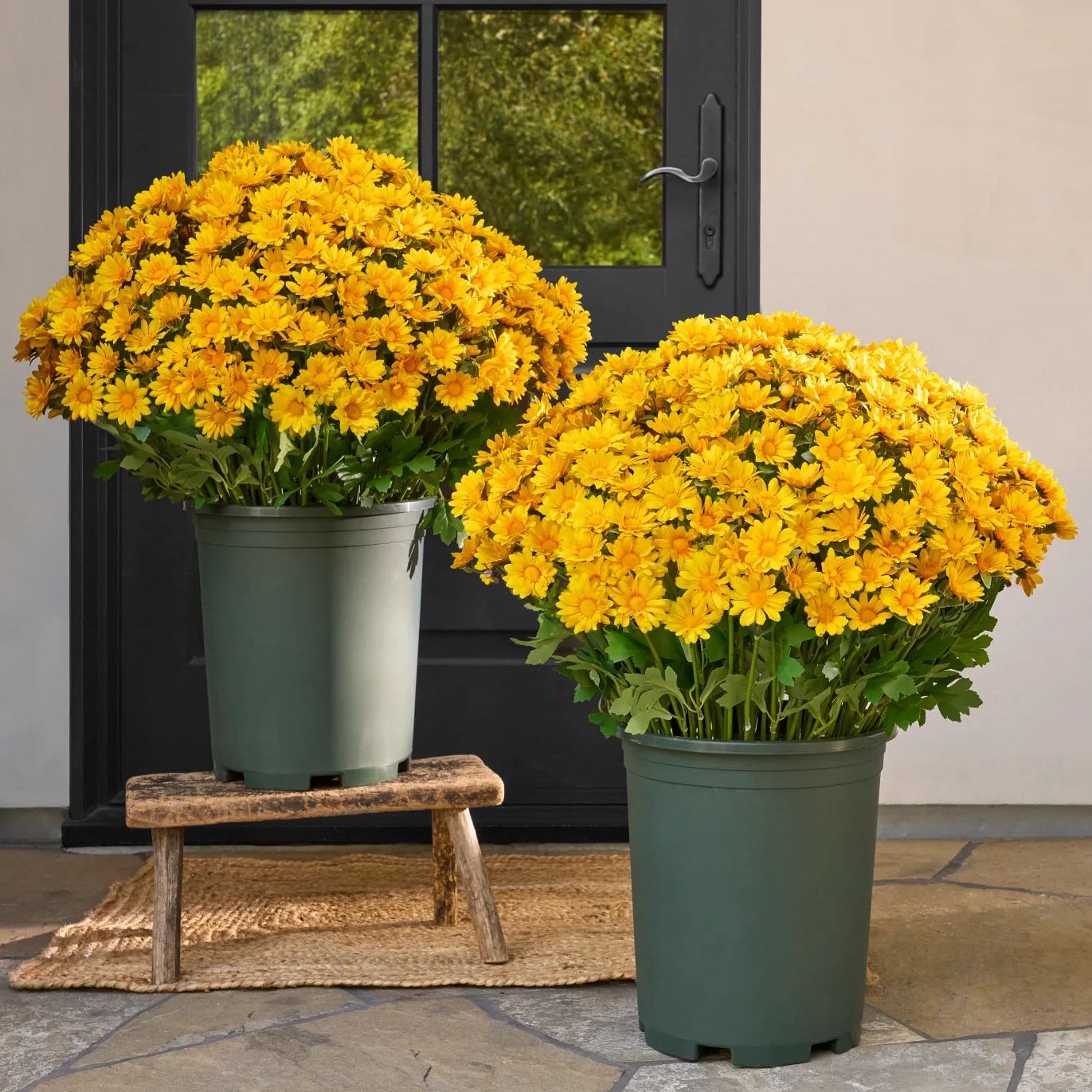 💥Last Day Each Only $2.99🌼- Artificial Outdoor Sunset Mums Flowers - UV resistant, Waterproof, Windproof